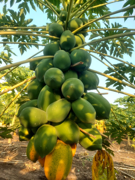 Golden Lady Hybrid F1 Papaya (Known You Seeds - Taiwan)