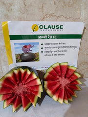 Jumbo Red F1 Hybrid Watermelon (Clause Seeds)