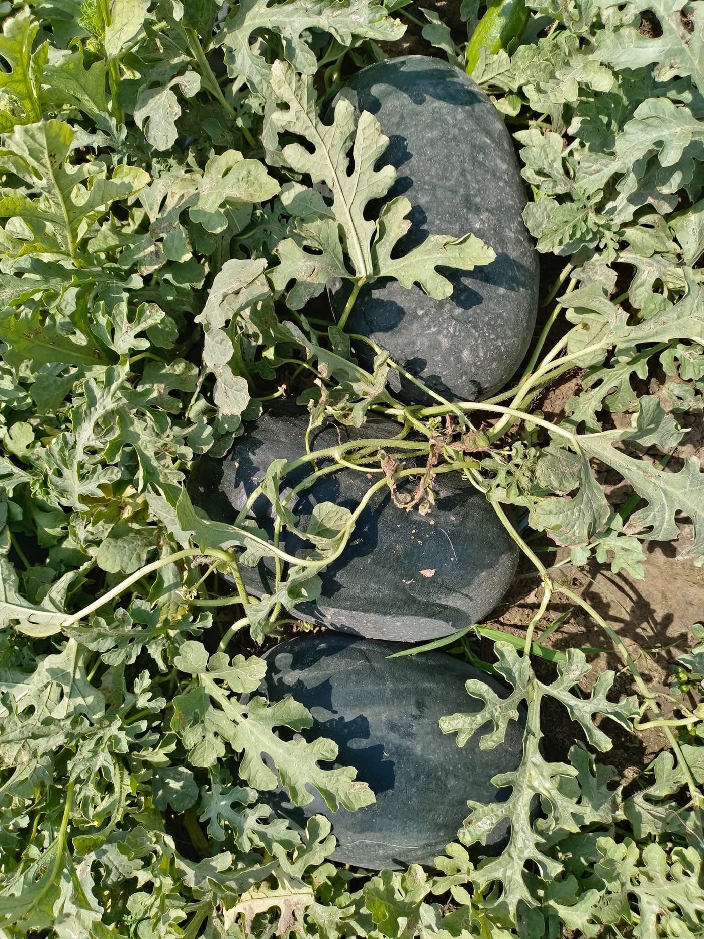 Jumbo Red F1 Hybrid Watermelon (Clause Seeds)