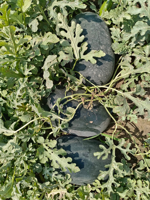 Jumbo Red F1 Hybrid Watermelon (Clause Seeds)