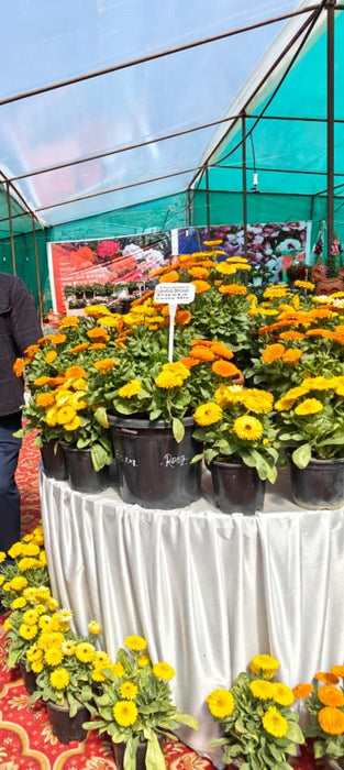 Calendula Costa Mix Seeds (Floranova) - Farmers Stop