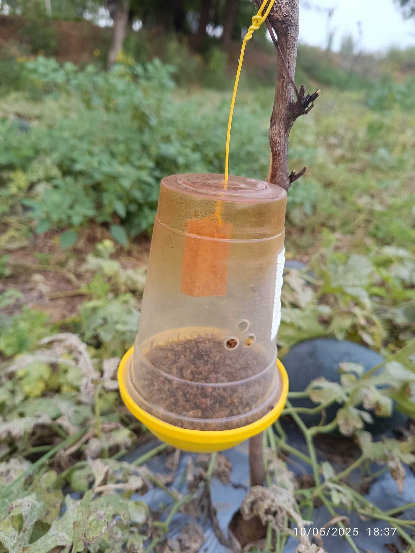 Cucubita Fly Lure with Traps (Zoospore Biological's) - Farmers Stop