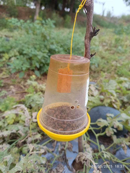 Cucubita Fly Lure with Traps (Zoospore Biological's)