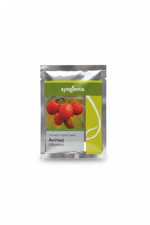 Aviraaj (TO 1489) F1 Hybrid Tomato - Farmers Stop