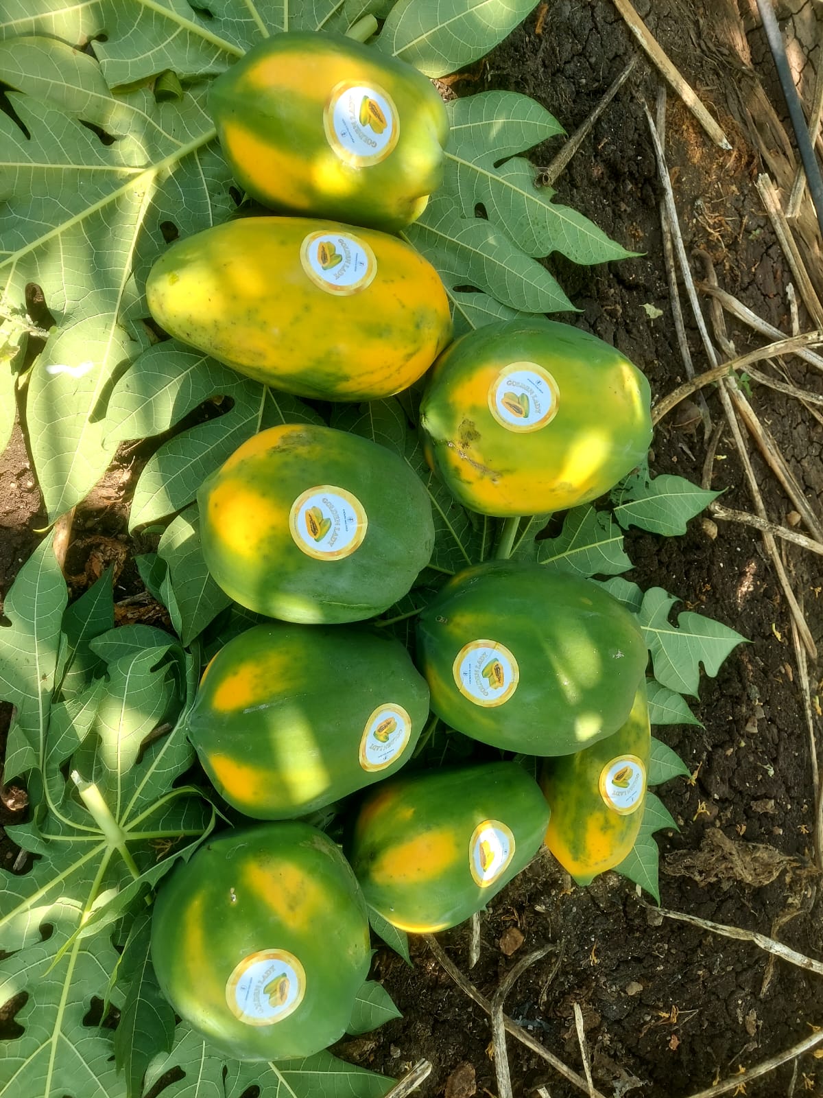 Golden Lady Hybrid F1 Papaya (Known You Seeds - Taiwan)