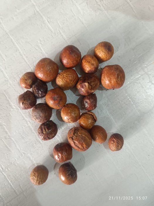 Malabar Neem (Melia dubia) Tree Seeds