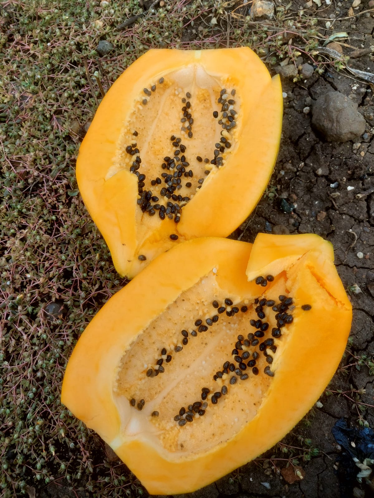 Golden Lady Hybrid F1 Papaya (Known You Seeds - Taiwan)