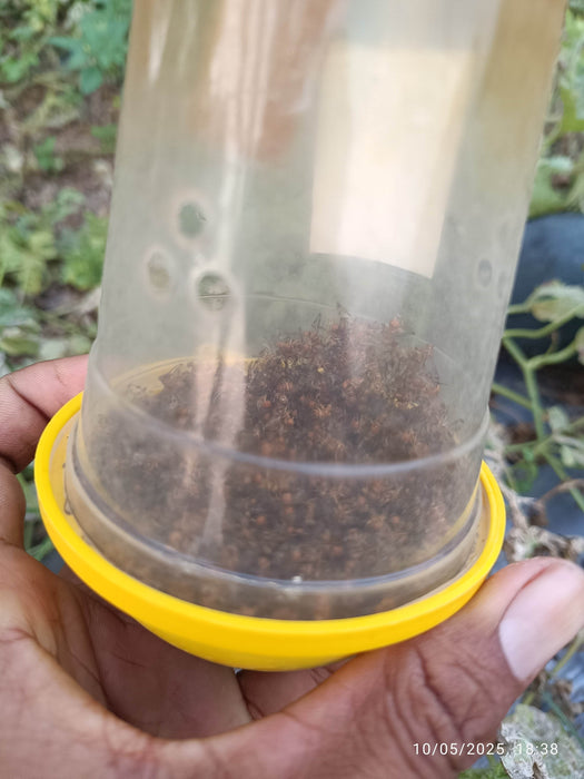 Cucubita Fly Lure with Traps (Zoospore Biological's)