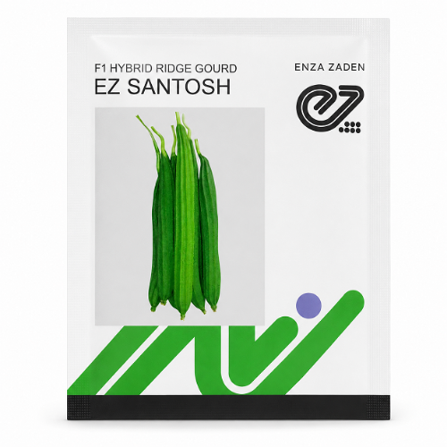 Santosh F1 Hybrid Ridge Gourd Seeds (Enza Zaden)