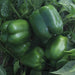 Huntignton F1 Hybrid Sweet Pepper (Seminis) - Farmers Stop