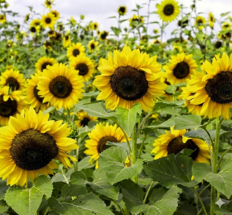 Stamping Sunflower - for Cut Flower (Garden Festival)