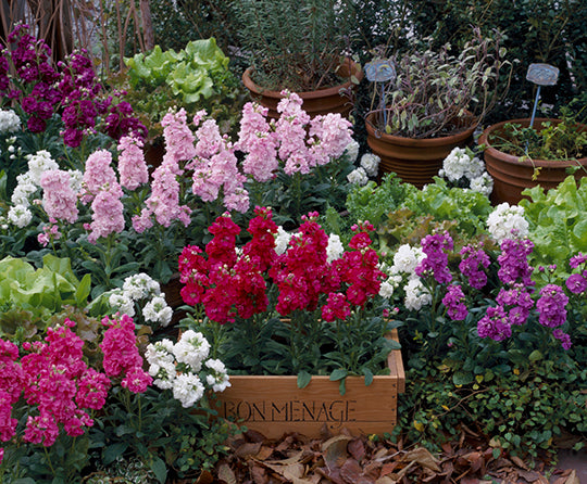 Takii Harmony Matthiola dwarf fragrant flower seeds