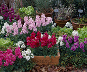 Takii Harmony Matthiola dwarf fragrant flower seeds