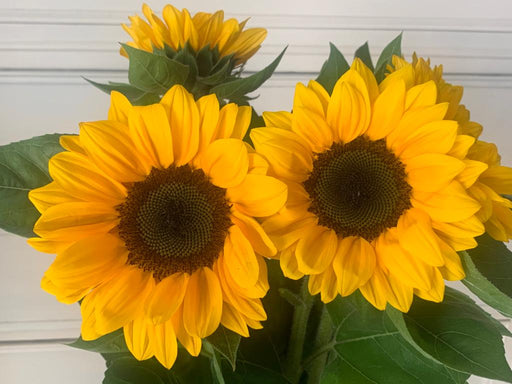Ornamnetal Sunflower - for Cut Flower (Garden Festival)