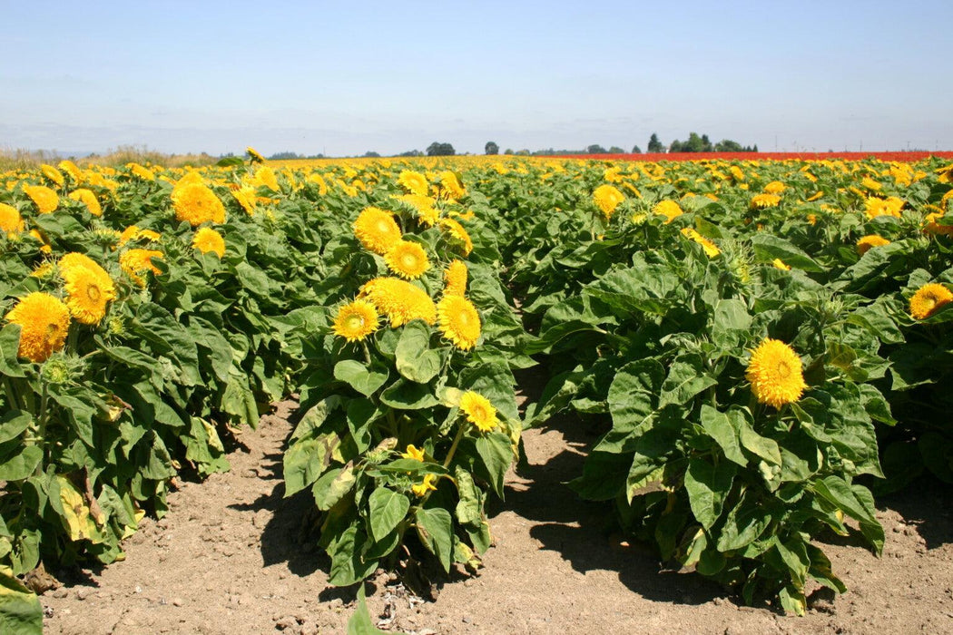 Imported Dwarf Sungold Sunflower Ornamental (Garden Festival) - Farmers Stop
