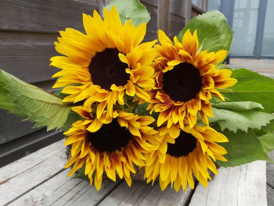 Ornamental Sunflower Hybrid - Cut Flower Mix (Garden Festival)