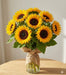 Feast Sunflower - for Cut Flower (Garden Festival)