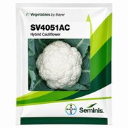SV4051 AC F1 Hybrid Cauliflower (SEMINIS)