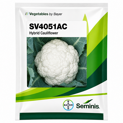 SV4051 AC F1 Hybrid Cauliflower (SEMINIS)