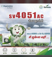 SV4051 AC F1 Hybrid Cauliflower (SEMINIS)