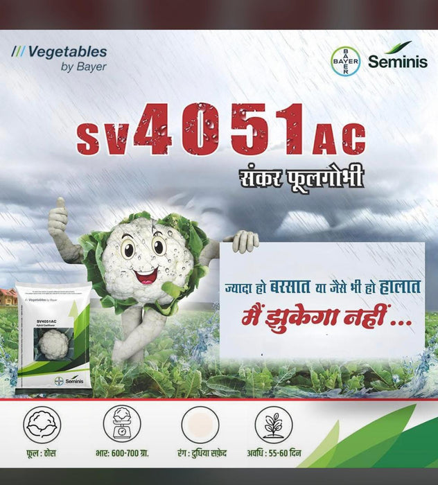 SV4051AC F1 HYBRID CAULIFLOWER (SEMINIS)