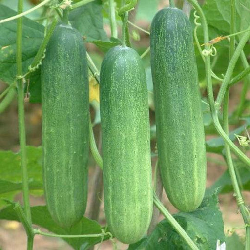 Thai Green Hybrid Cucumber Seeds