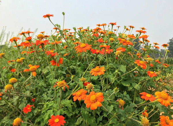 Mexican Sunflower, Tithonia Red Flame Series - Farmers Stop