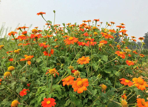 Mexican Sunflower, Tithonia Red Flame Series - Farmers Stop