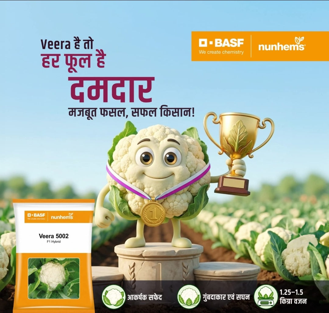 पर्ल ग्लोरी F1 हाइब्रिड फूलगोभी (BASF-नुन्हेम्स)