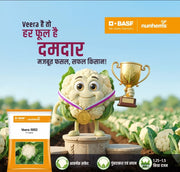 पर्ल ग्लोरी F1 हाइब्रिड फूलगोभी (BASF-नुन्हेम्स)