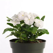 Vinca XP Series Seeds – White | Heat & Drought Tolerant (PanAmerican)