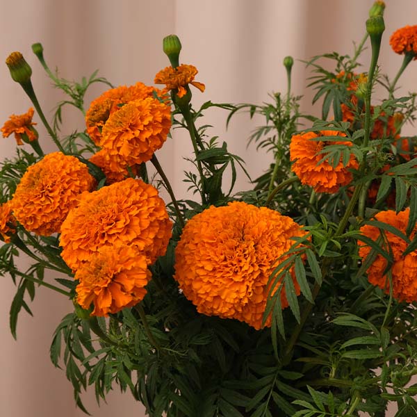 Marigold Xochi™ Orange – Professional Cut Flower Seeds (PanAmerican)