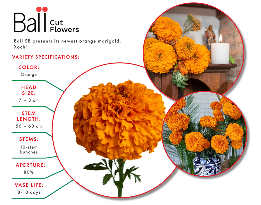 Marigold Xochi™ Orange – Professional Cut Flower Seeds (PanAmerican)