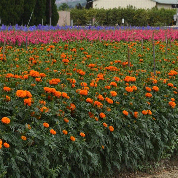 Marigold Xochi™ Orange – Professional Cut Flower Seeds (PanAmerican)