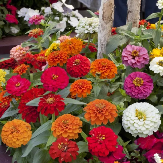 Juliette Mix Zinnia Seeds (Syngenta Flowers)