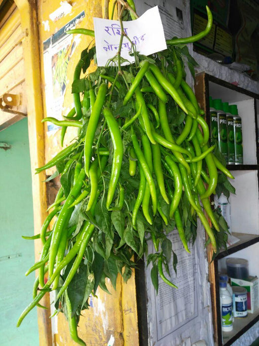 Rashmi/रश्मी Hot pepper (Known You Seeds) - Farmers Stop