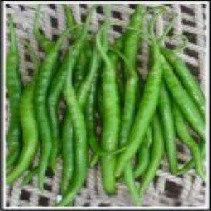 Tara/तारा मिर्च Hot pepper (Dutch Seeds) - Farmers Stop