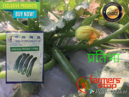 Pratibha/प्रतिभा Summer Squash (Known You Seeds) - Farmers Stop