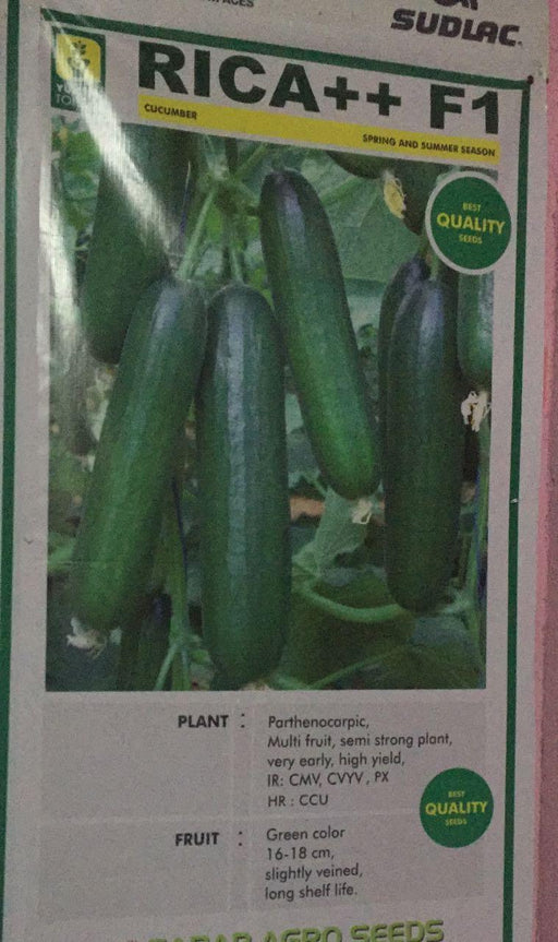 Rica ++ F1 Cucumber Seeds (Yuksel Seeds) - Farmers Stop