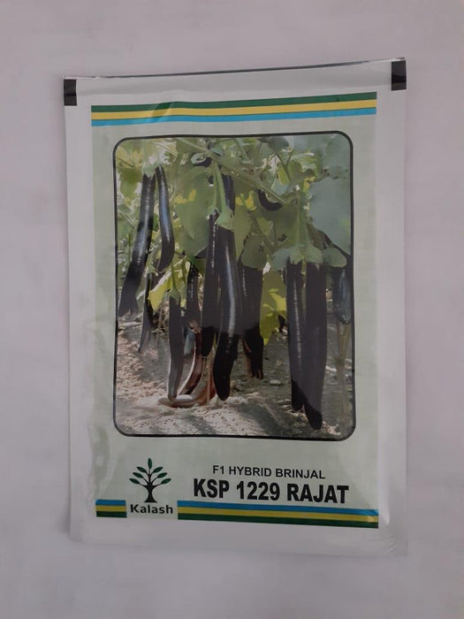 ksp-1229 rajat f1 hybrid brinjal (kalash seeds)