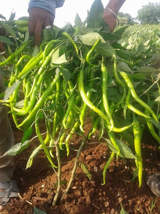ksp 1232 swarnika f1 hybrid hot pepper/chilli (kalash seeds)