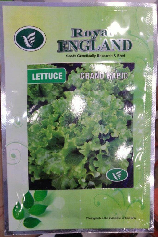 Grand Rapid Lettuce Seeds (Royal England) - Farmers Stop