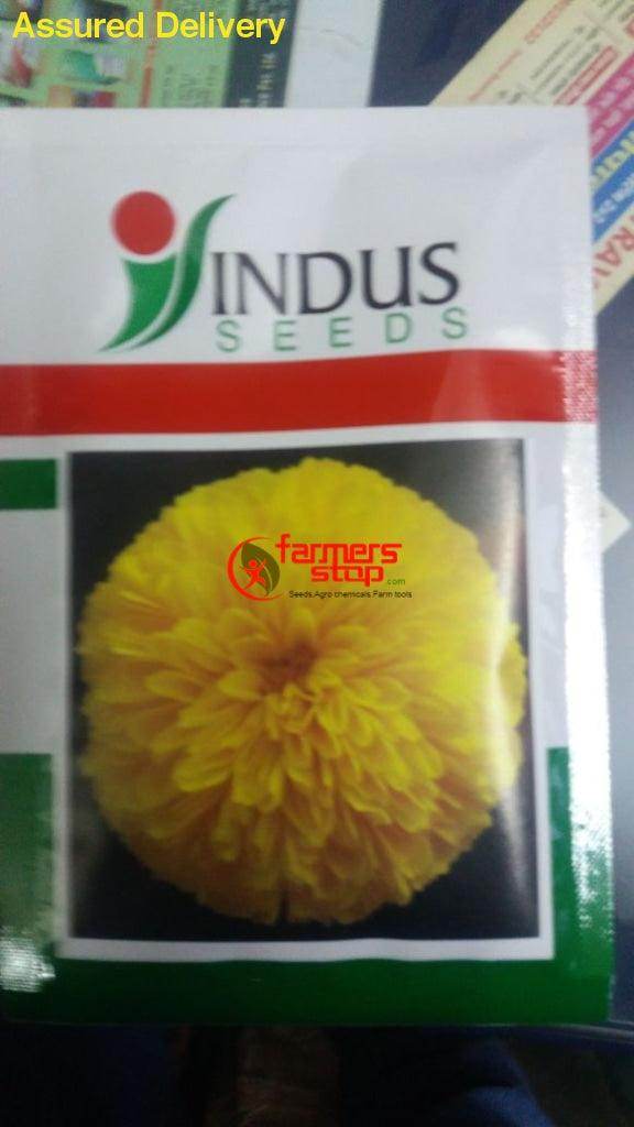 Yellow Moon Beejilee Flower Seeds (Indus Seeds) - Farmers Stop