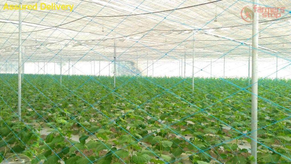 High Quality Vegetables/Cucumber/Crop Supporting Net for Open and Polyhouse - Farmers Stop