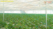 High Quality Vegetables/Cucumber/Crop Supporting Net for Open and Polyhouse - Farmers Stop