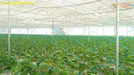 High Quality Vegetables/Cucumber/Crop Supporting Net for Open and Polyhouse - Farmers Stop