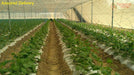 High Quality Vegetables/Cucumber/Crop Supporting Net for Open and Polyhouse - Farmers Stop