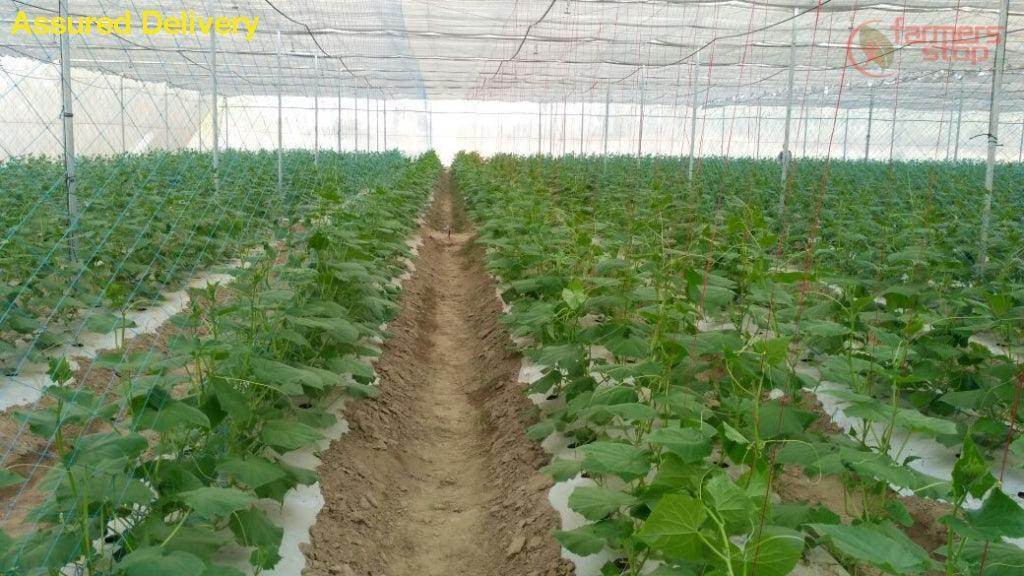 High Quality Vegetables/Cucumber/Crop Supporting Net for Open and Polyhouse - Farmers Stop