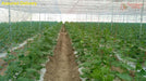 High Quality Vegetables/Cucumber/Crop Supporting Net for Open and Polyhouse - Farmers Stop