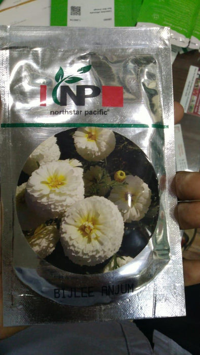 Anjum Bijeeli Flower Seeds (North Star) - Farmers Stop